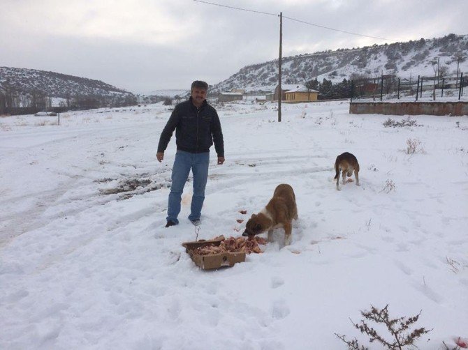 Vatandaşlar Sokak Hayvanlarını Unutmadı