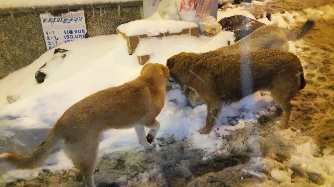 İstanbul’da Köpekler Kar Altında Yemek Aradı