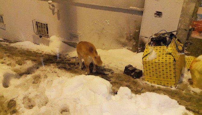 İstanbul’da Köpekler Kar Altında Yemek Aradı