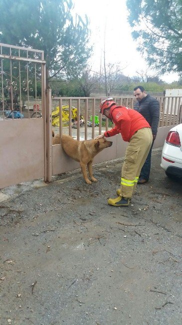 Köpek Kaçarken Korkuluğa Sıkıştı