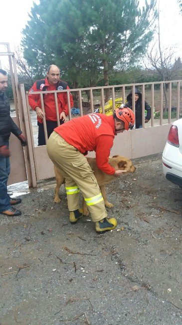 Köpek Kaçarken Korkuluğa Sıkıştı