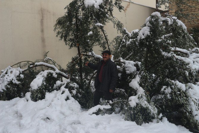 Mut’ta 20 Yıl Sonra Yağan Kar Zeytinleri Vurdu