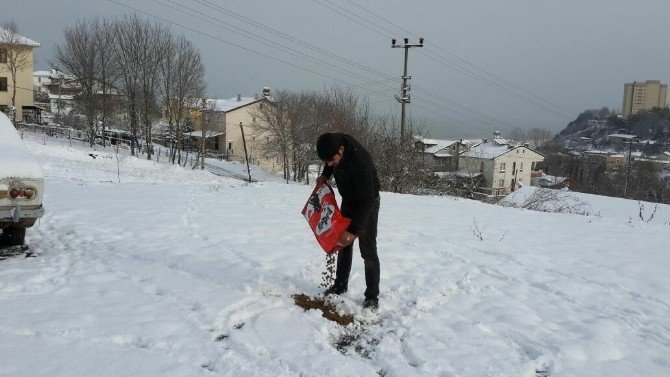 Akçakoca’da Sokak Hayvanlarına Yem Bırakıldı