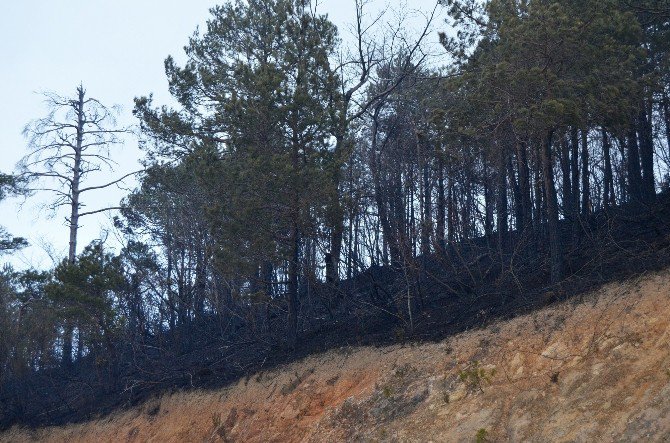 Günün Ağarmasıyla Trabzon’daki Yangının Boyutu Ortaya Çıktı