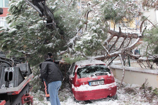 Kar, 50 Yıllık Çam Ağacını Otomobilin Üzerine Devirdi