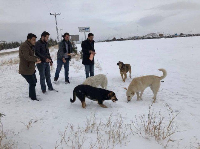 Ak Gençlerden Sokak Hayvanlarına Yardım