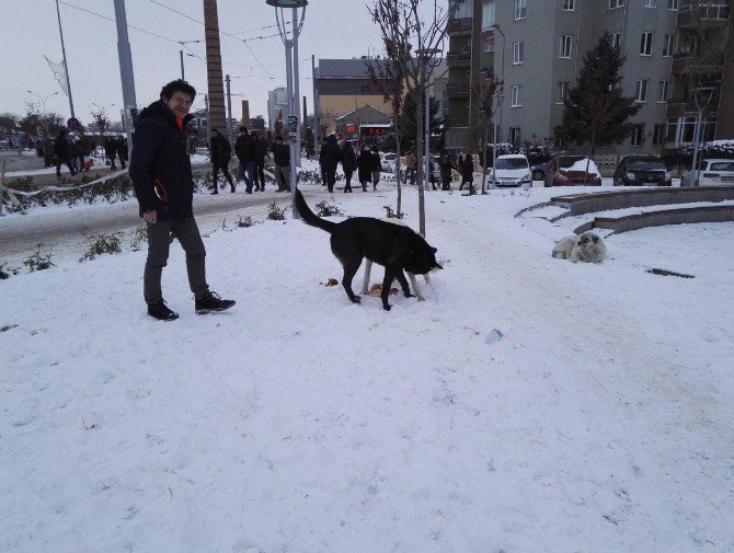 Ak Gençlerden Sokak Hayvanlarına Yardım