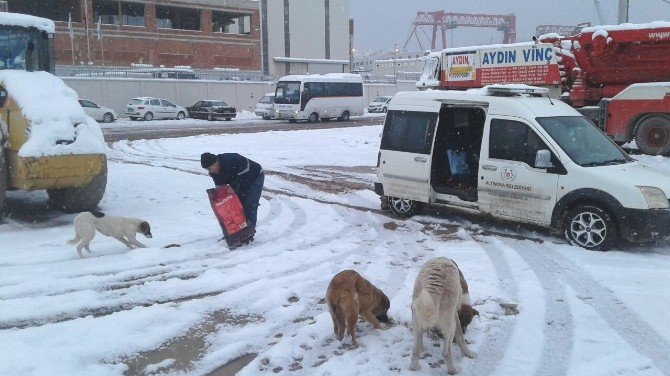 Altınova Belediyesi’nden Sokak Hayvanlarına Yiyecek