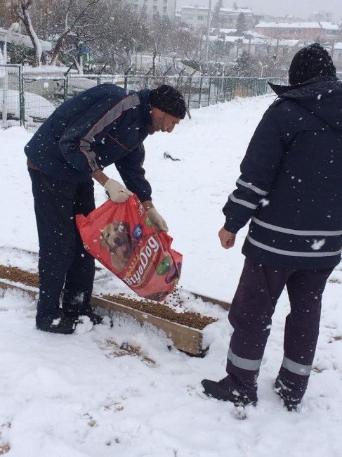 Darıca Belediyesi Sokak Hayvanlarını Unutmadı