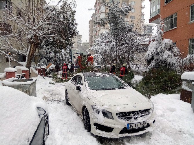 Yoğun Kar Yağışı Nedeniyle Ağaç Devrildi