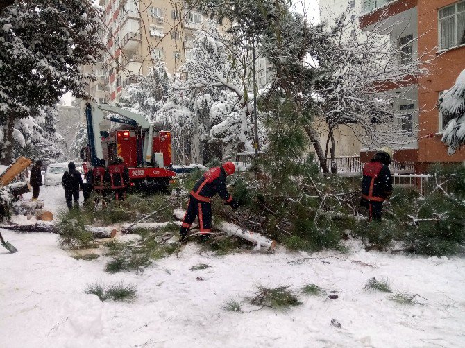 Yoğun Kar Yağışı Nedeniyle Ağaç Devrildi