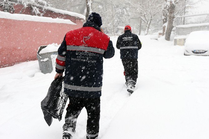 Güngören Belediyesi Sokak Hayvanlarına Sahip Çıktı