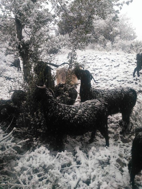 "Keçi İnadı" Engel Tanımıyor