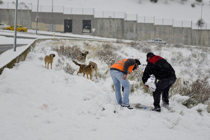 Maltepe’de Mama Verilen Köpeklerin Mutluluğu Kamerada