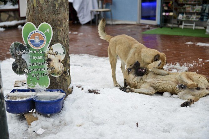 Maltepe’de Mama Verilen Köpeklerin Mutluluğu Kamerada