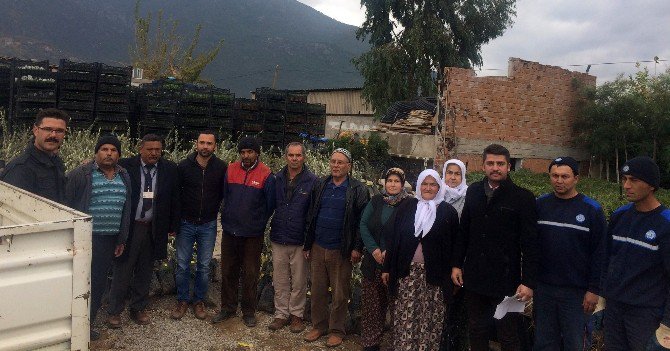 1040 Dönüme Ceviz, Zeytin Ve İncir Fidanı Dikilecek