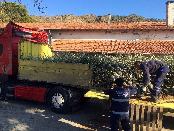 1040 Dönüme Ceviz, Zeytin Ve İncir Fidanı Dikilecek