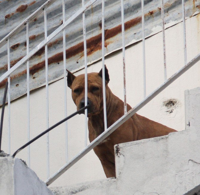 Baskından Pitbull Sayesinde Kurtuldu Elini Kana Buladı