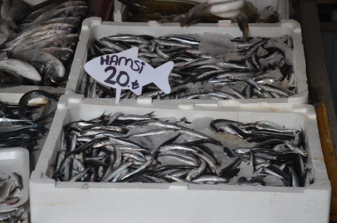 Ordu’da Hamsi 20 Lira