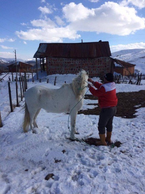 Yaylada Mahsur Kalan Hayvanlar Belediye Ekiplerince Kurtarıldı