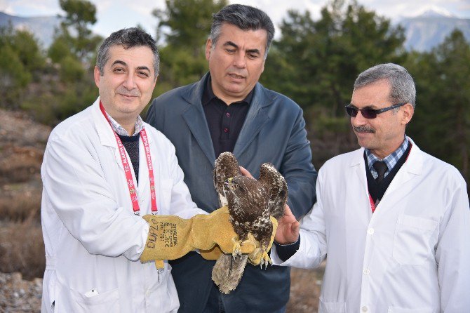 Tedavisi Yapılan Yaralı Şahin Doğaya Bırakıldı