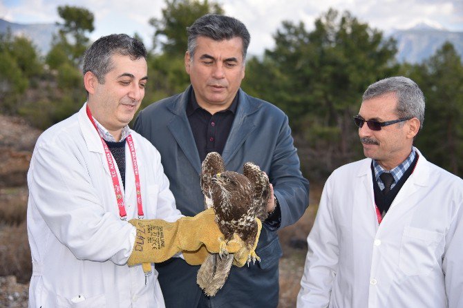 Tedavisi Yapılan Yaralı Şahin Doğaya Bırakıldı