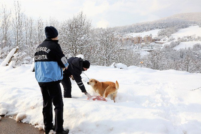 Başiskele’de Buzlanan Yollar Temizleniyor