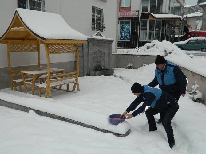 Ilgaz Belediyesi Sokak Hayvanlarını İçin Yem Bıraktı