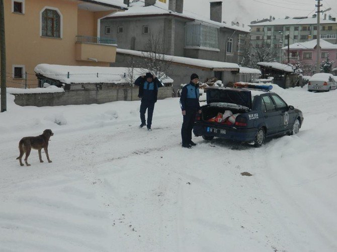 Ilgaz Belediyesi Sokak Hayvanlarını İçin Yem Bıraktı