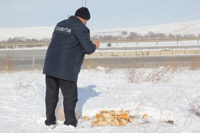 Sungurlu Belediyesi Sokak Hayvanları İçin Yem Bıraktılar