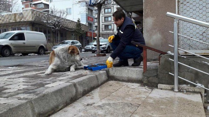 Soma Belediyesi Sokak Hayvanlarını Unutmadı