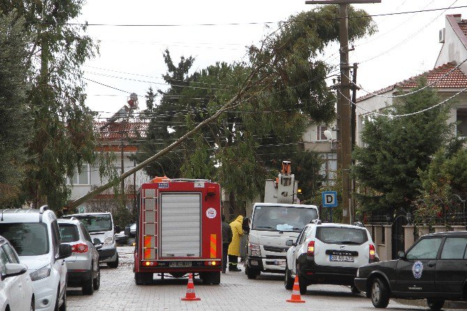 Fethiye’deki Şiddetli Fırtına Ağaçları Devirdi