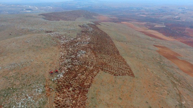 1 Milyon Metre Kare Alanda Ağaçlar Yeşerecek