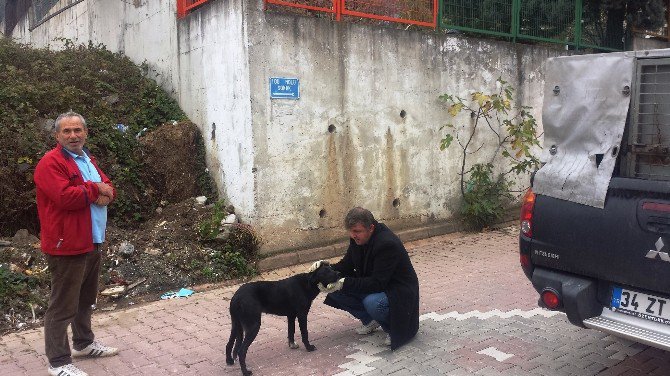 İzmit Zabıtası’ndan Sokak Hayvanlarına Yardım Eli