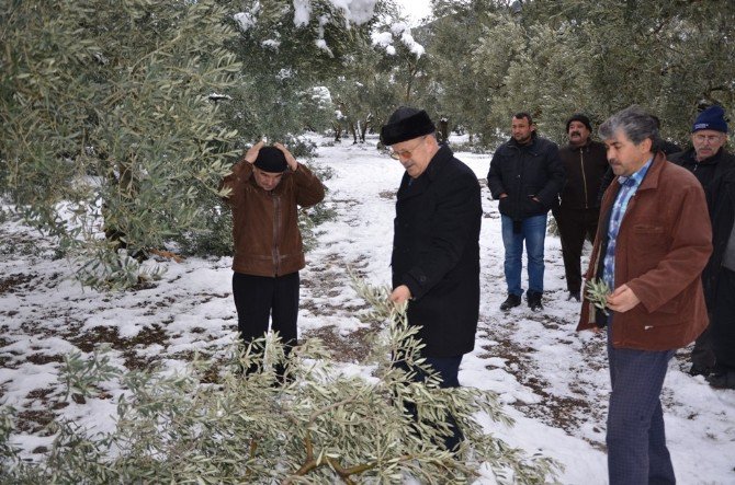 İznik’te Kar Zeytin Ağaçlarını Kırıp Geçti