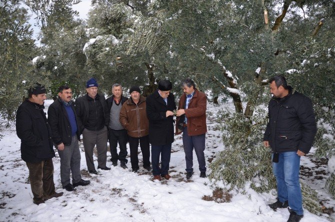 İznik’te Kar Zeytin Ağaçlarını Kırıp Geçti