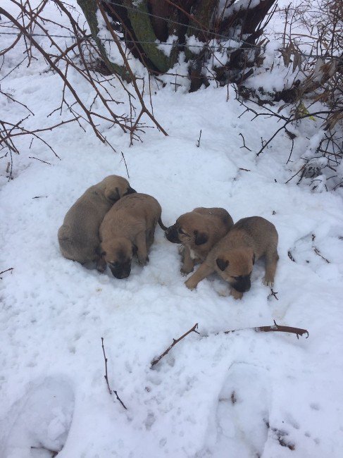 Yavru Köpeklere Belediye Sahip Çıktı