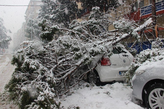 Manisa’da 50 Yıllık Ağaç Karın Ağırlığına Dayanamayarak Devrildi