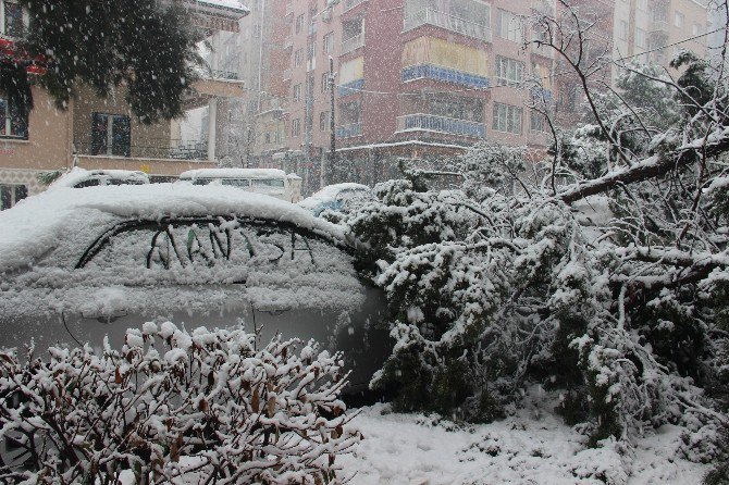 Manisa’da 50 Yıllık Ağaç Karın Ağırlığına Dayanamayarak Devrildi