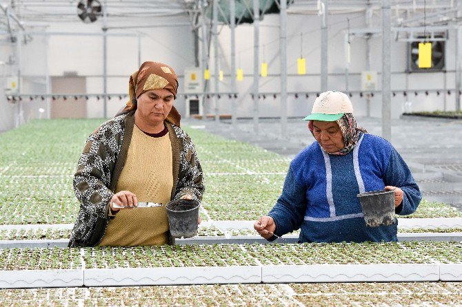 Muratpaşa’nın Parklarına Kış Çiçekleri