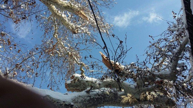 750 Yıllık Çınar Aşırı Kara Dayanamadı Dalları Kırıldı