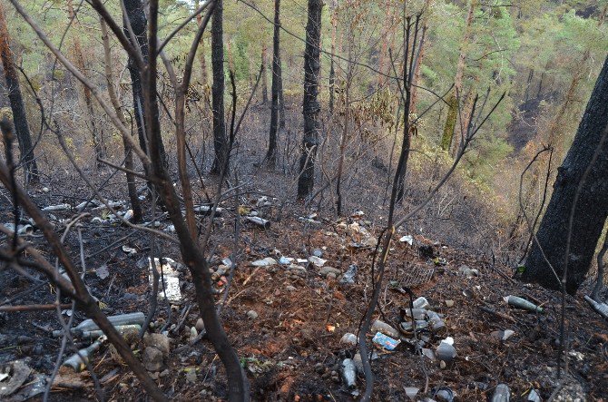 Çamburnu Sarı Çam Ormanları İlkbaharda Tekrar Yeşillenecek