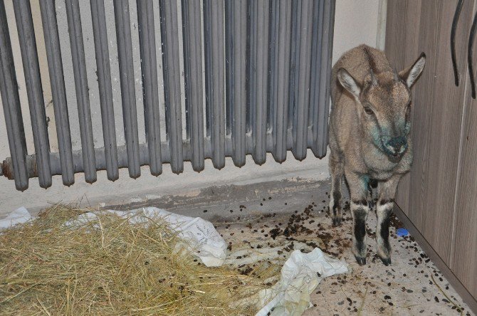 Yaralı Yavru Dağ Keçisi, Belediyede Misafir Ediliyor