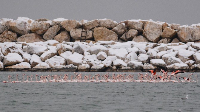 Kar Ve Soğuktan Etkilenen Yüzlerce Flamingo Barınağa Sığındı...