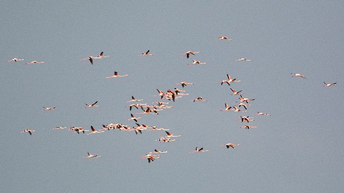 Kar Ve Soğuktan Etkilenen Yüzlerce Flamingo Barınağa Sığındı...