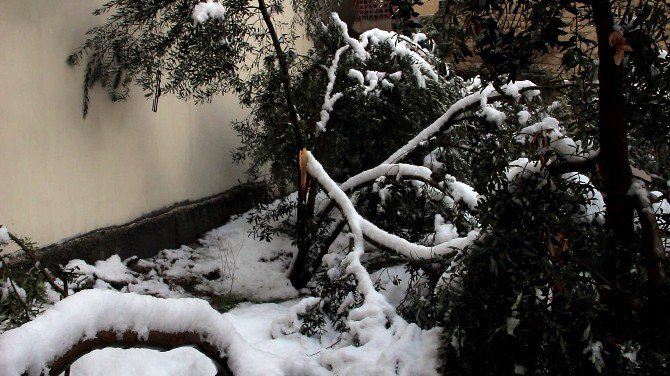 Mut’ta 20 Yıl Sonra Yağan Kar 400 Bin Zeytin Ağacına Zarar Verdi