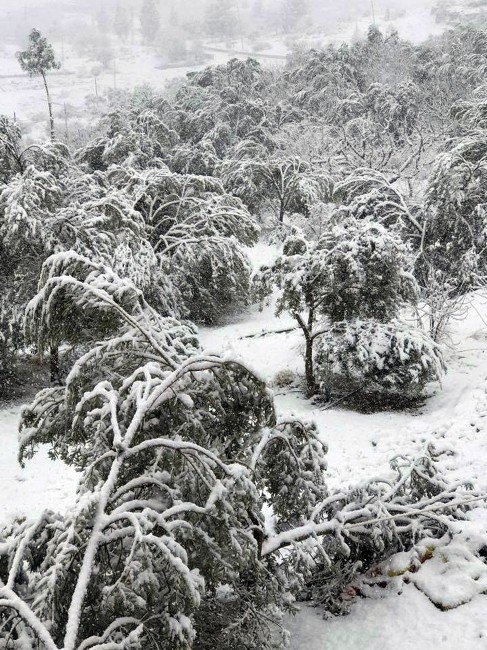 Mut’ta 20 Yıl Sonra Yağan Kar 400 Bin Zeytin Ağacına Zarar Verdi