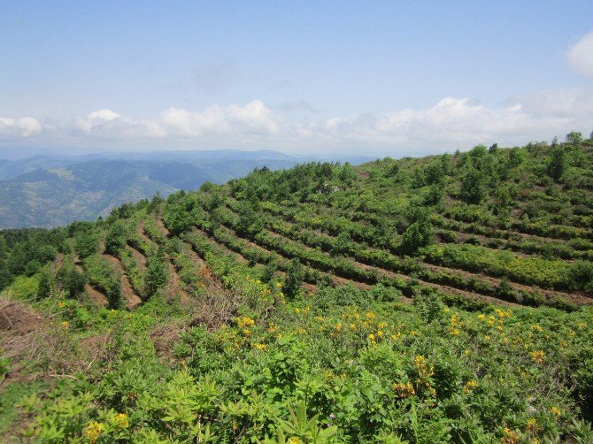 2016 Yılında Giresun Ve Ordu’da 1,5 Milyon Fidan Dikildi