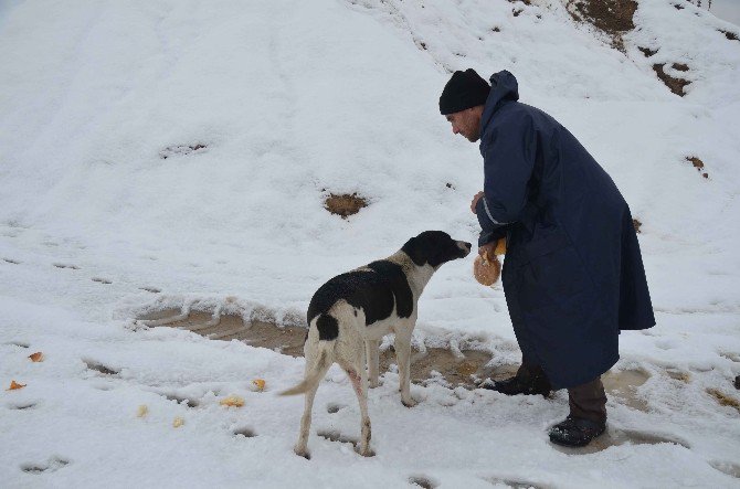 Turgutlu Belediyesi Can Dostlarını Unutmadı