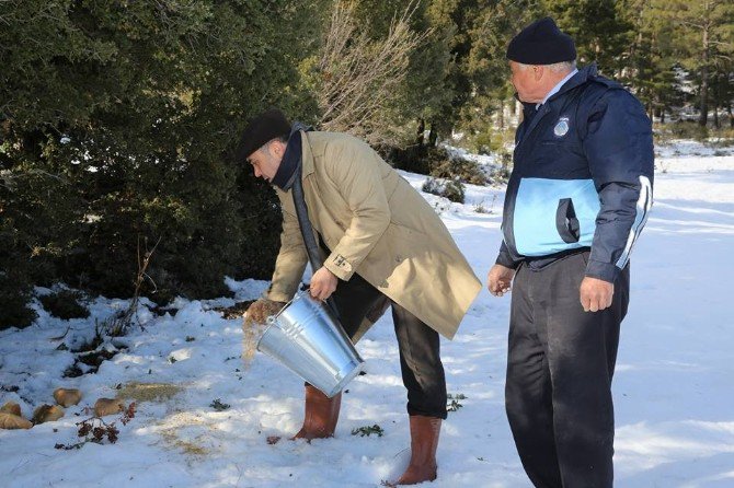 Başkan Sarıoğlu, Kuş Ve Yaban Hayvanlara Yem Bıraktı